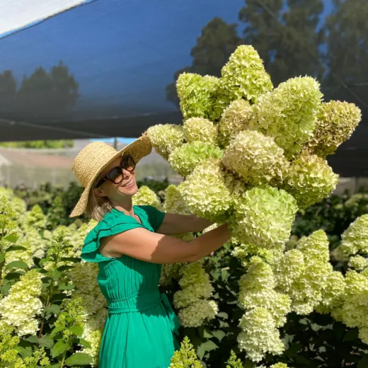 Hydrangea - Paniculata Candle 