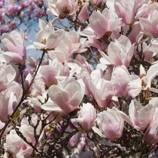 Magnolia Tree Alba Superbra