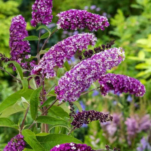 Buddleja Berries & Cream