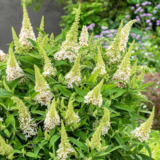 Buddleja Little White