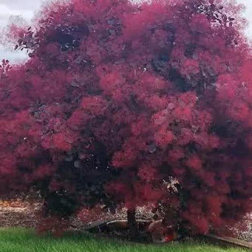 Cotinus Coggygria Royal Purple