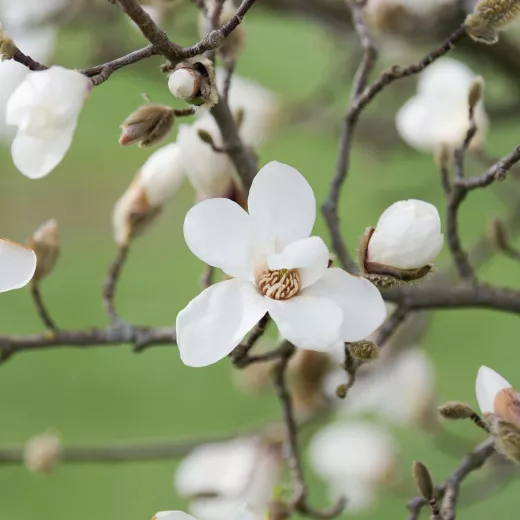 Magnolia Tree Kobus