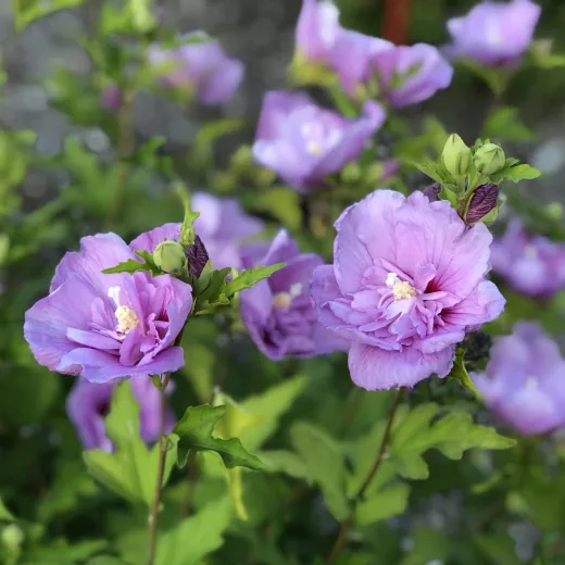 Hibiscus Lavender Chiffon