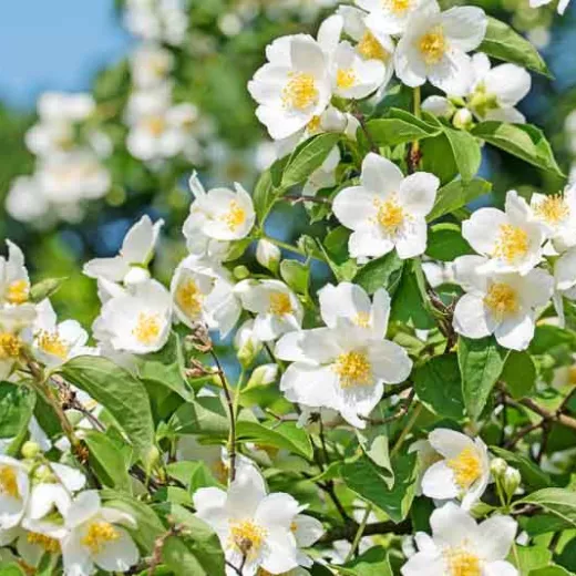 Philadelphus Coronarius