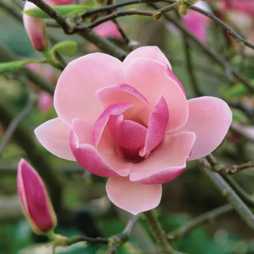 Magnolia Tree Rustica Rubra