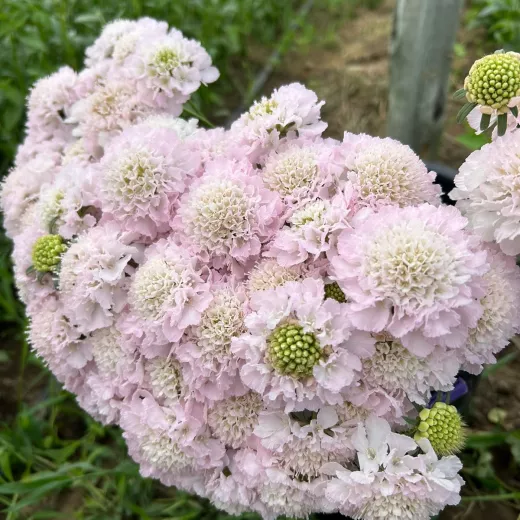 Scabiosa Scoop