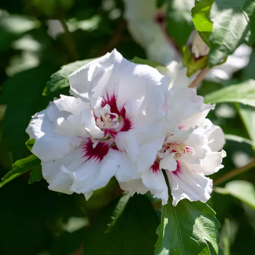 Hibiscus Syr Speciosus