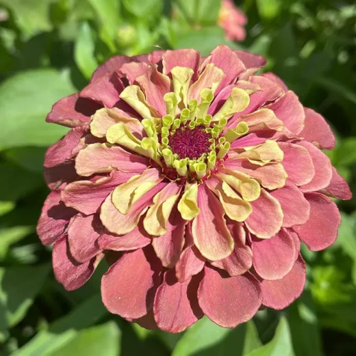 Zinnia Brown