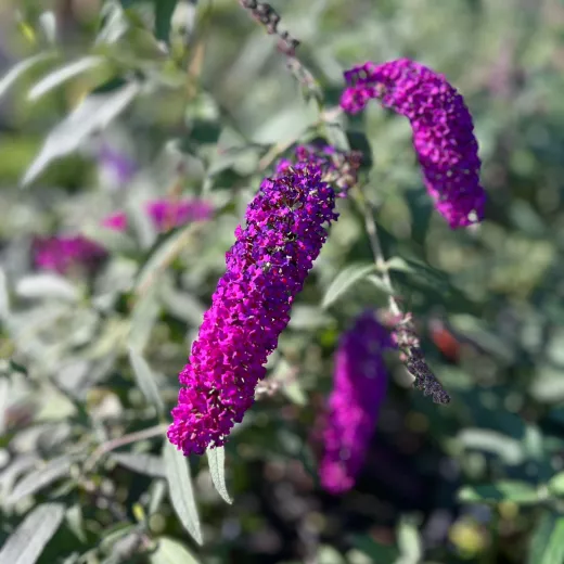 Buddleja Royal Red