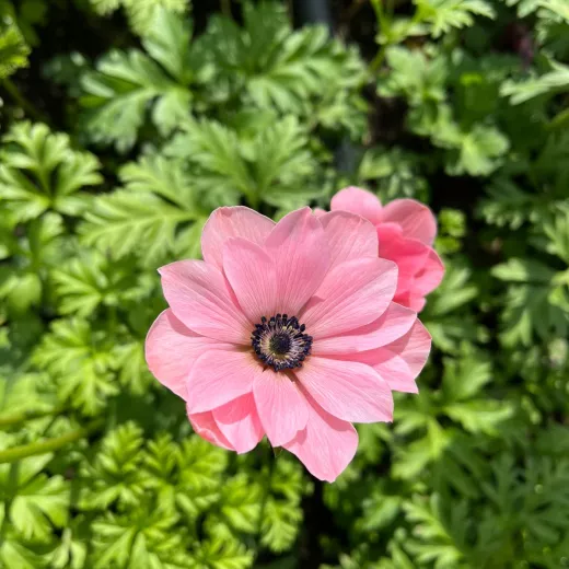 Anemone Pastel Pink