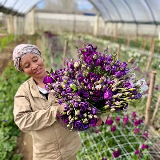 Lisianthus Dark Purple 