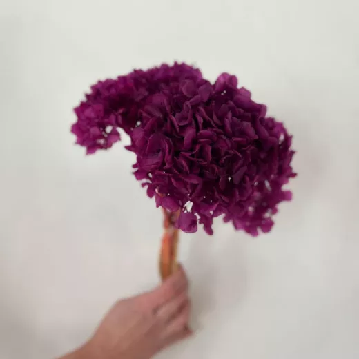 Dried Hydrangea Purple