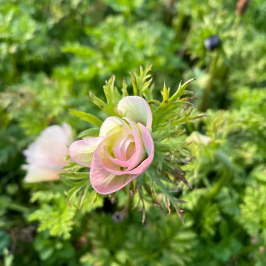 Anemone Rosa 1