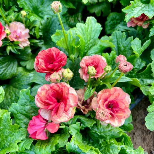 Butterfly Ranunculus - Rusty Red