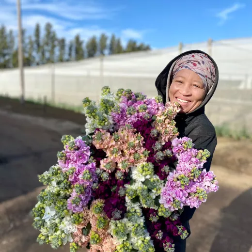 Stocks Matthiola Mix