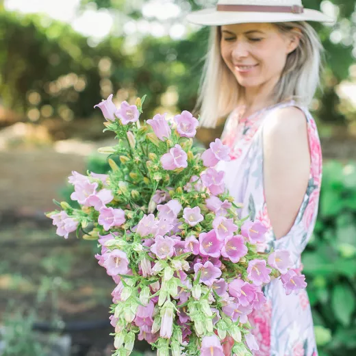 Campanula Bells Light Pink