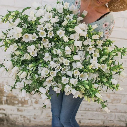 Campanula Bells White