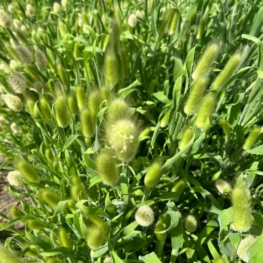 Bunny Tails - Green 