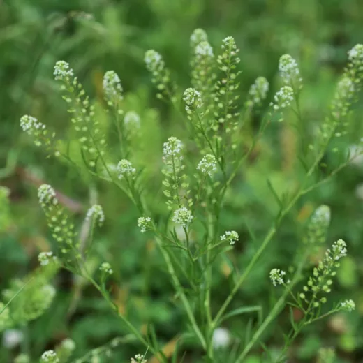 Lepidium 