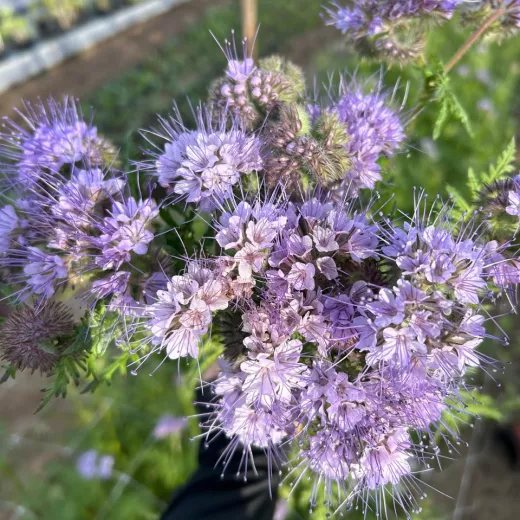 Phacelia 