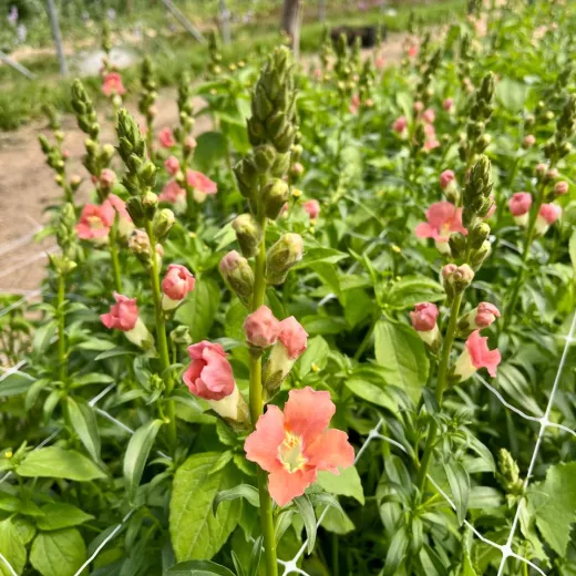 Snapdragon Madame Butterfly