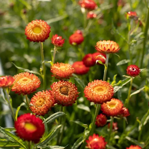 Strawflower Copper Red 