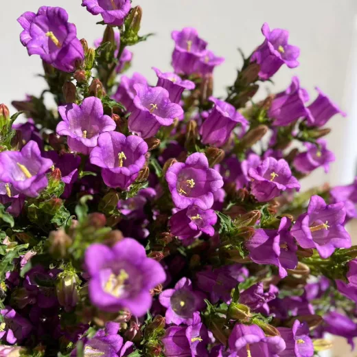 Campanula Bells - Purple