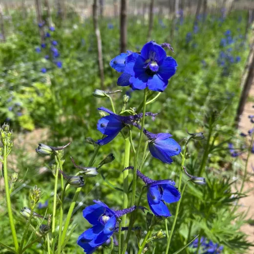 Delphiniums	- Blue Purple