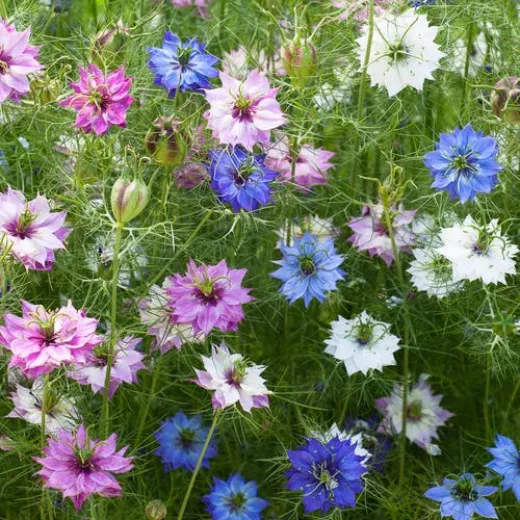 Nigella Persian Jewel Mix 