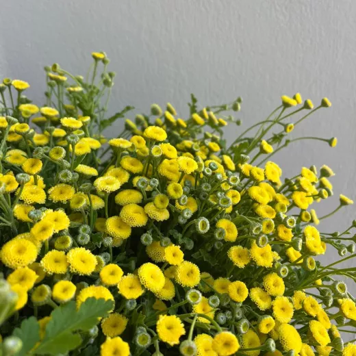 Matricaria Snowball - Yellow