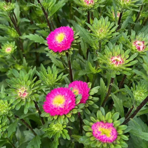 Aster Cerise Pink