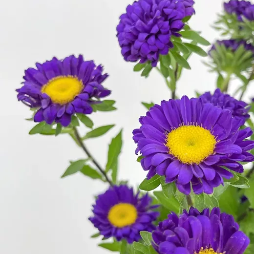 Aster Dark Purple