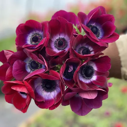 Anemone Mistral Bordeaux