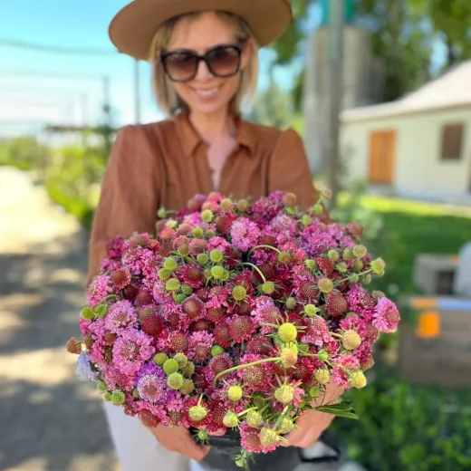 Scabiosa Salmon Pink