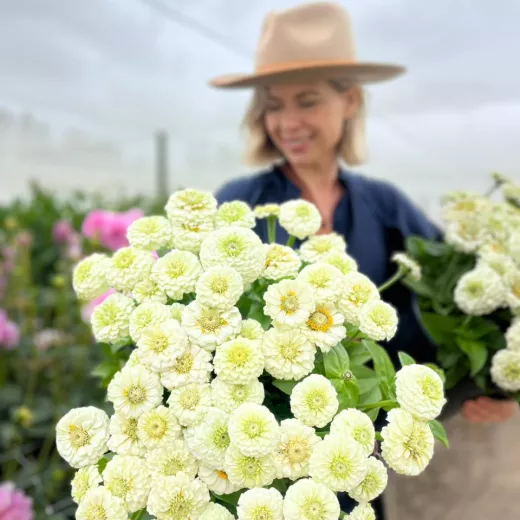 Zinnia White Oklahoma