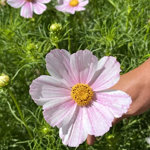 Cosmos Light Pink