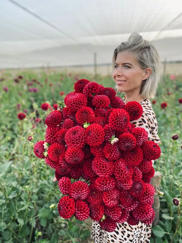 dahlia red ball