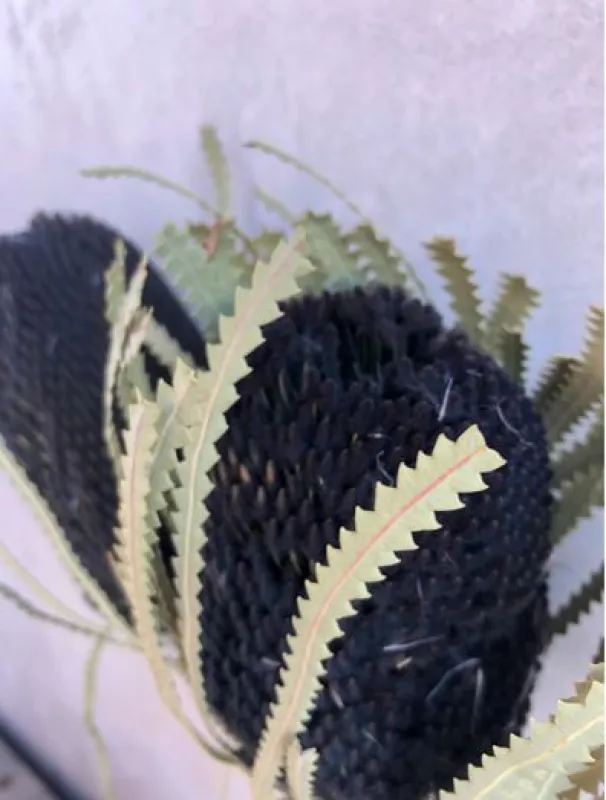 Banksia Black