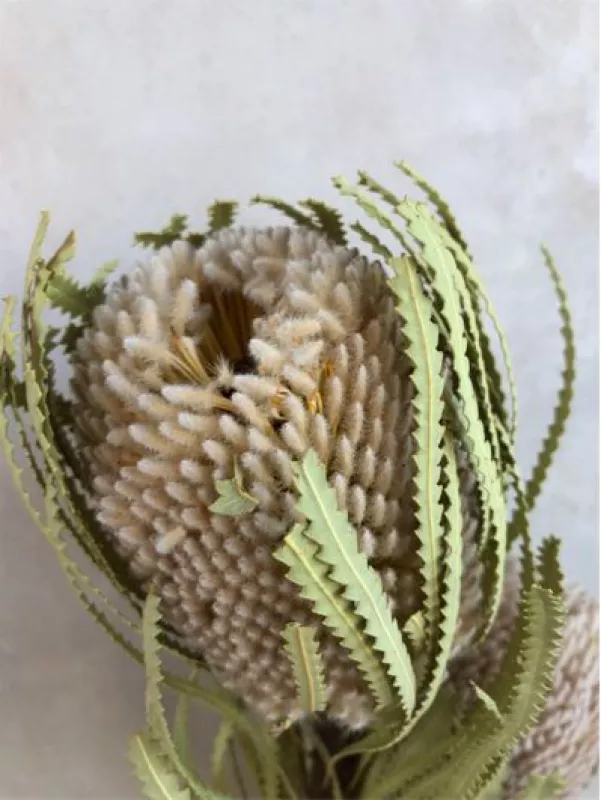 Banksia Natutal