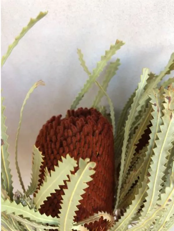 Banksia Terracotta