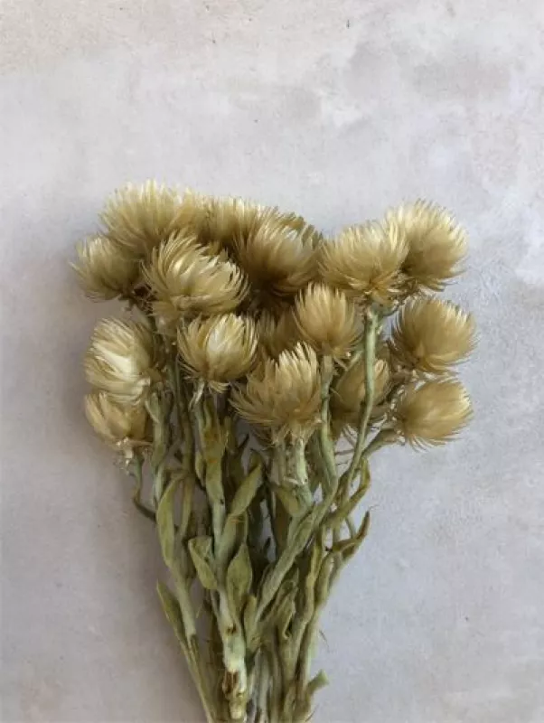 Capblumen Pastel Gold