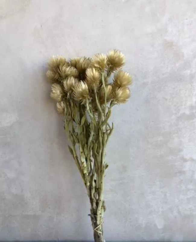 Capblumen Pastel Gold