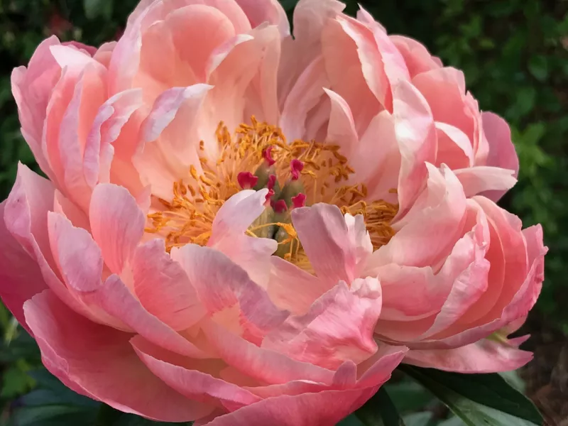 Peony Coral Charm