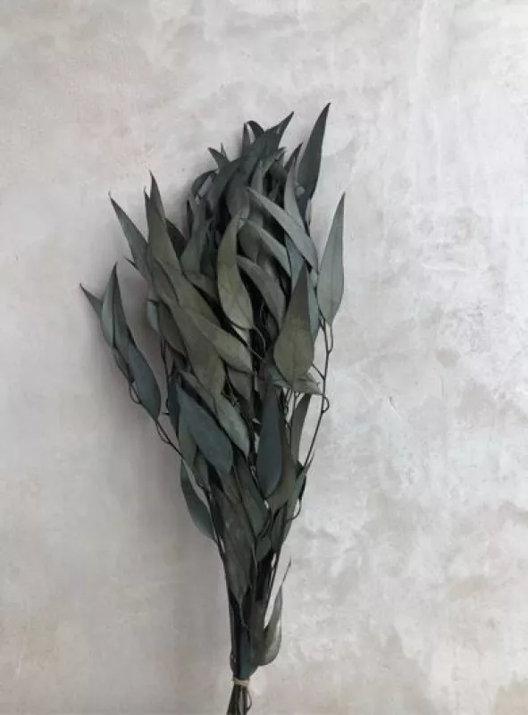 Eucalyptus - Pastel Black