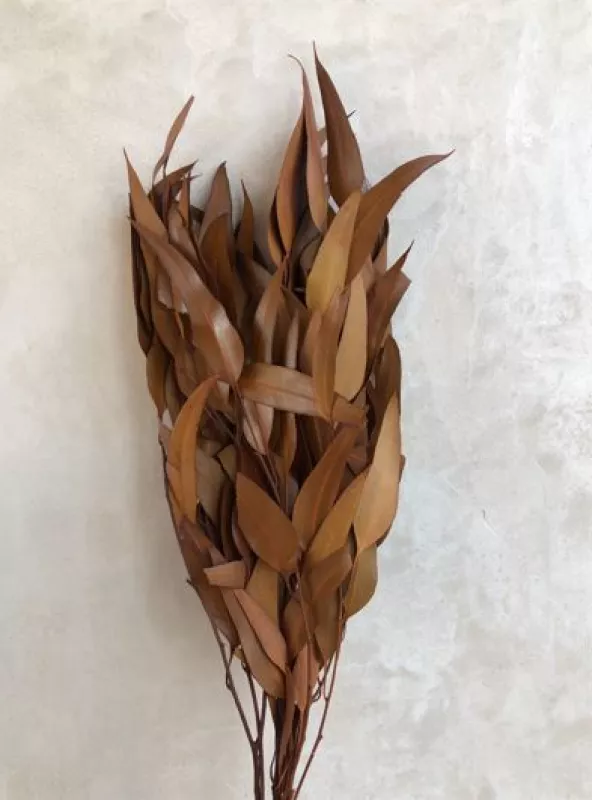 Eucalyptus Willow - Terracotta