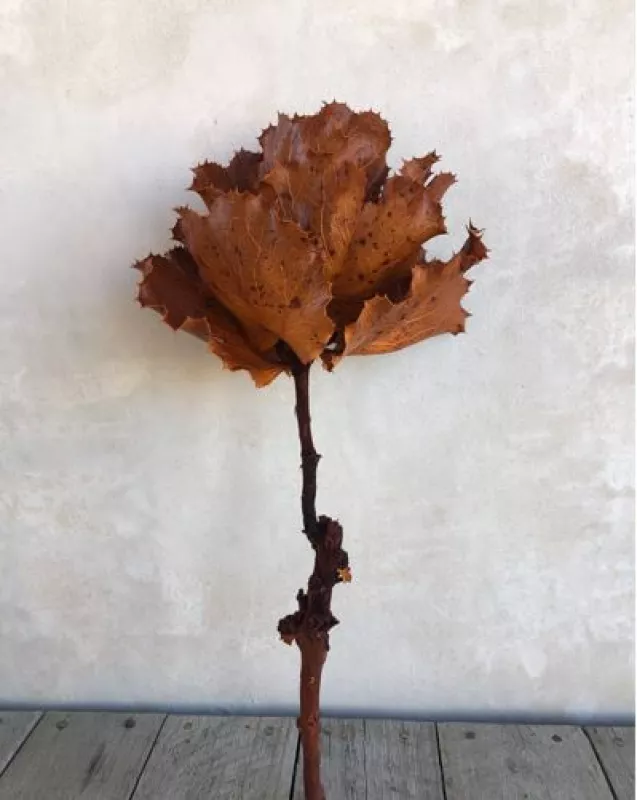 Hakea Terracotta