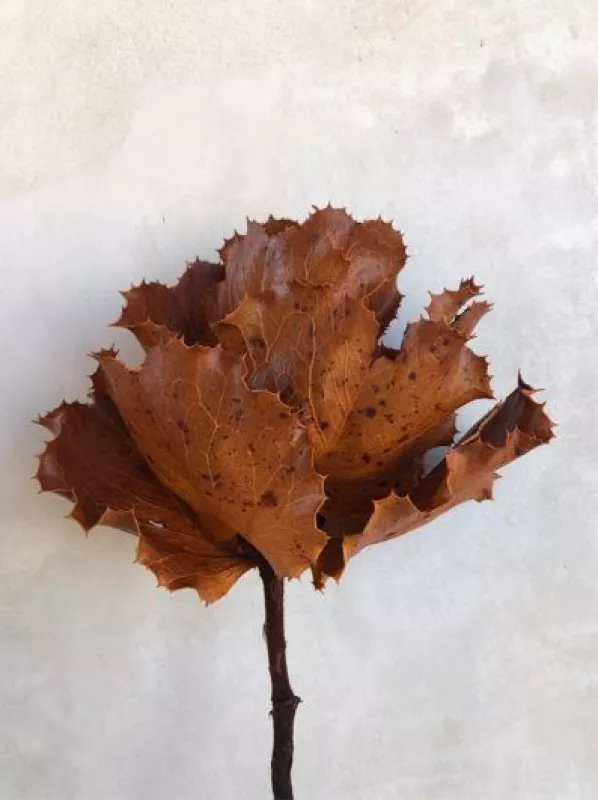 Hakea Terracotta