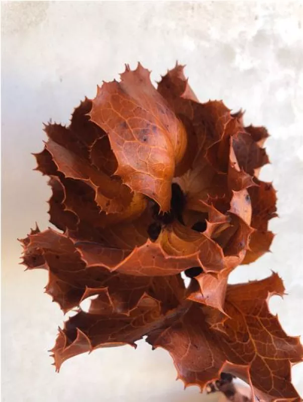 Hakea Terracotta