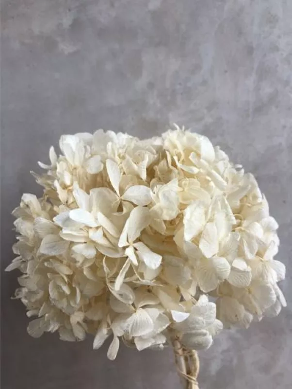 Hydrangea Bleached