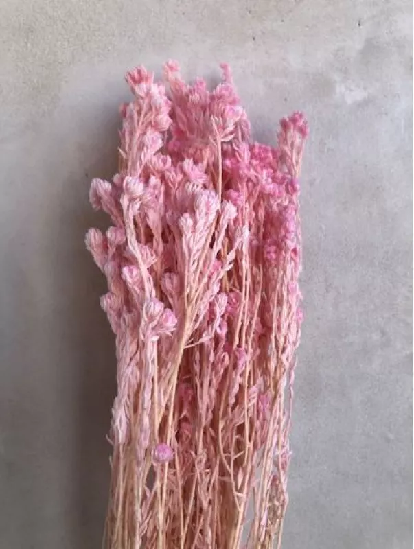 Cotton Phylica Blush